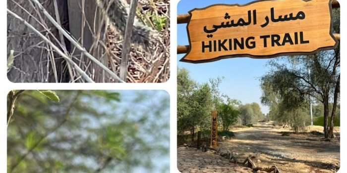 Marche Sportive à Mushrif Park